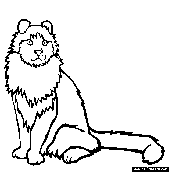 American Curl Cat Coloring Page