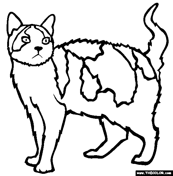 7800 Domestic Cats Coloring Pages , Free HD Download