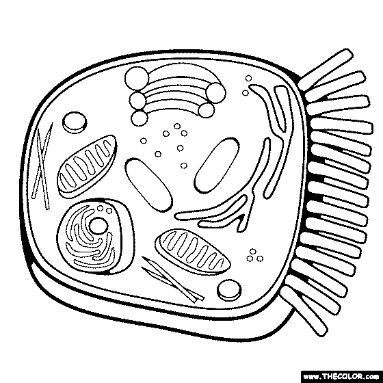Animal Cell Coloring Page