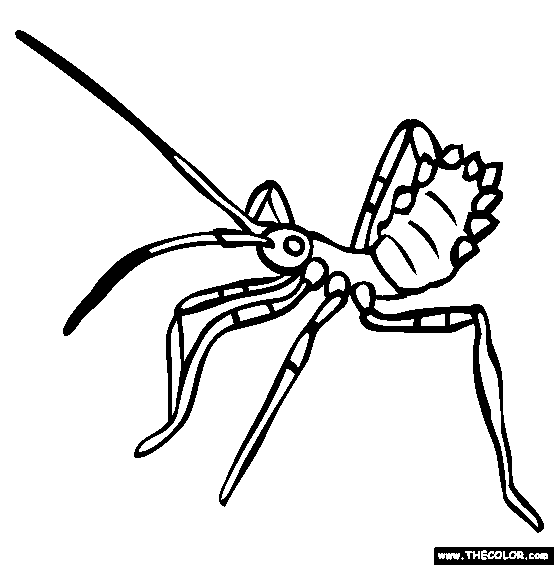 Assassin Bug Coloring Page