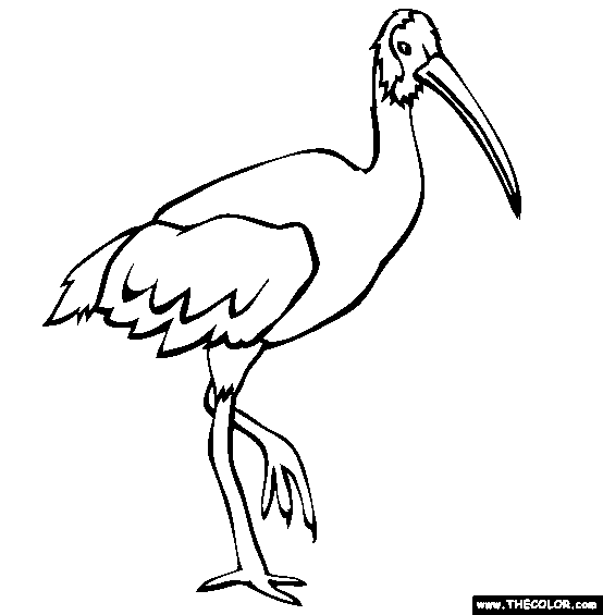 Australian White Ibis Coloring Page