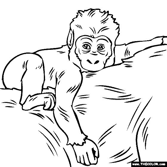 Baby Gorilla coloring page | color a baby gorilla