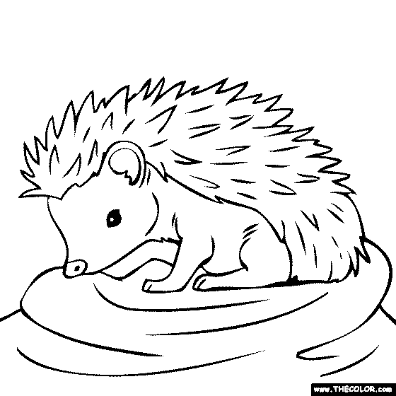 Baby Hedgehog Coloring Page