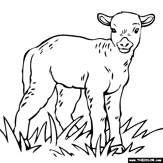 Baby Lamb coloring page | Color a Lamb, Sheep