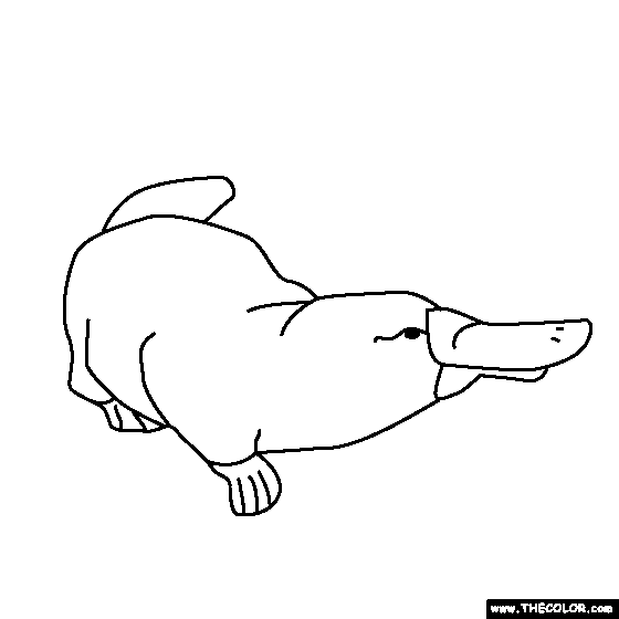 Baby Platypus Coloring Page