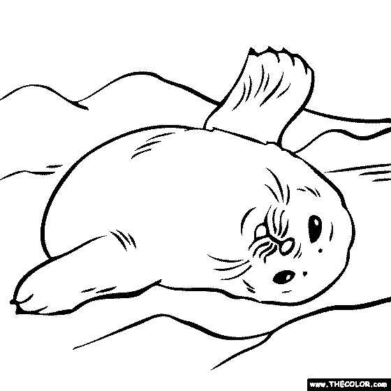 Baby Seal Coloring Page