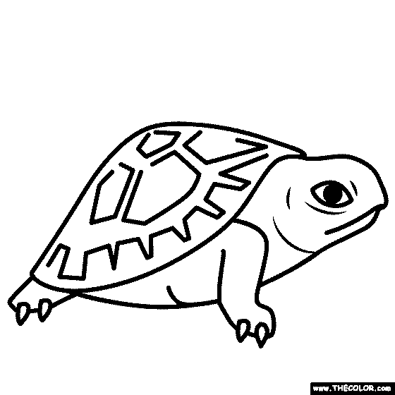 Baby Turtle Coloring Page