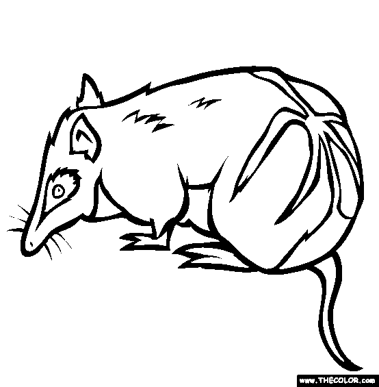 Barred Bandicoot Coloring Page