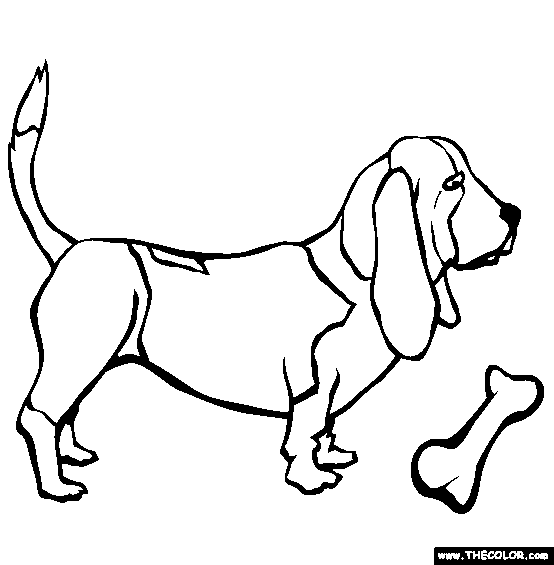 Basset Hound Coloring Page