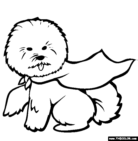 Bichon Frise Coloring Page