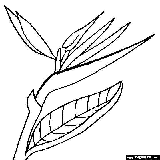 Bird of Paradise flower online coloring page