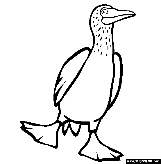 Blue Footed Booby Coloring Page
