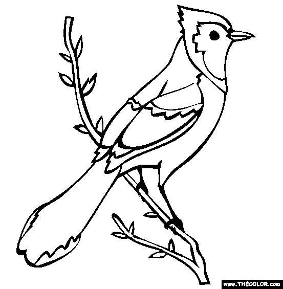 Blue Jay Coloring Page