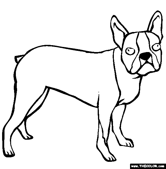 Boston Terrier Coloring Page