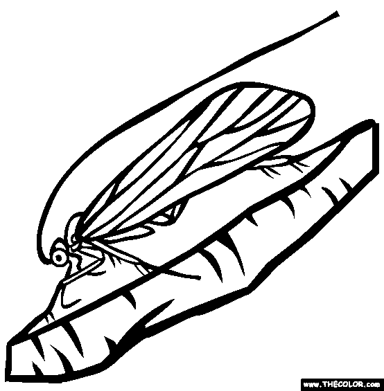 Caddisfly Coloring Page