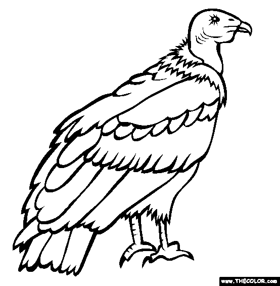 California Condor Coloring Page