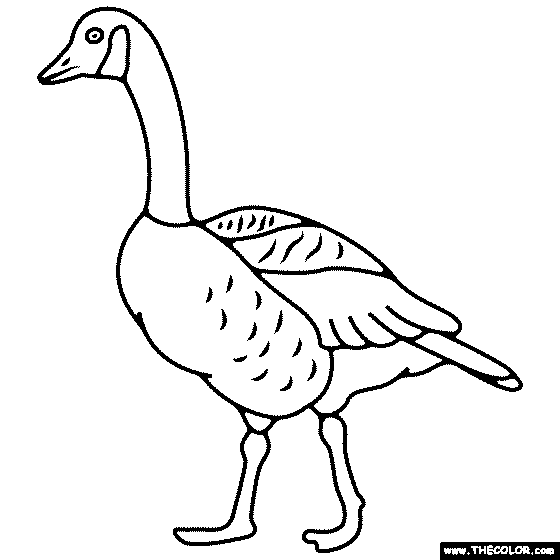 Canada Goose Coloring Page