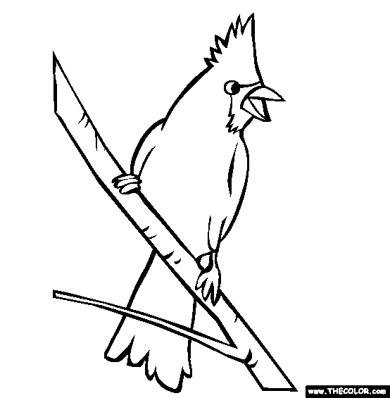 Perched Cardinal Coloring Page