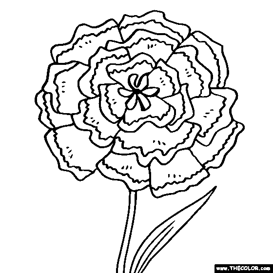Carnation flower online coloring page