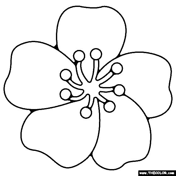 Cherry Blossom Flower Coloring Page