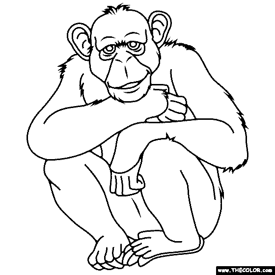 Chimpanzee Coloring Page Chimpanzee Coloring Page