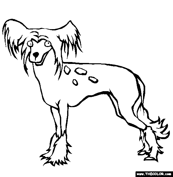 Chinese Crested Dog Coloring Page