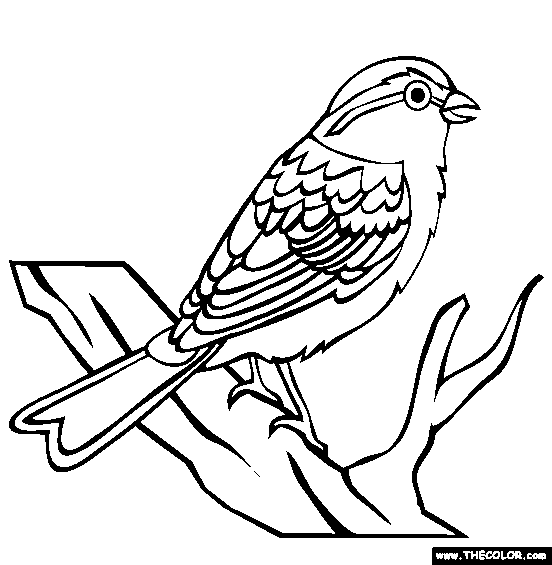 Chipping Sparrow Coloring Page