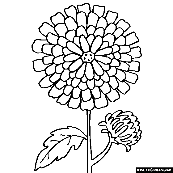 Chrysanthemum flower online coloring page