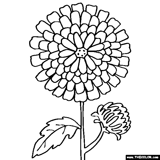 7400 Marigold Flower Coloring Pages Pictures