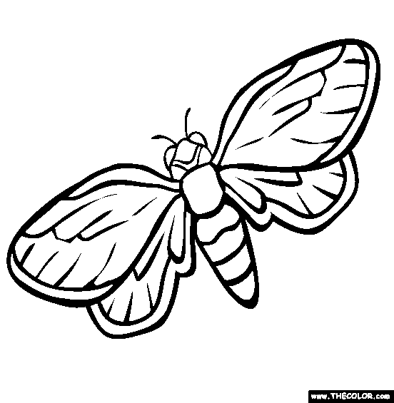 Cicada Coloring Page