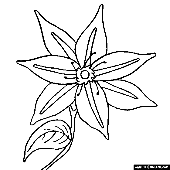 Clematis flower online coloring page
