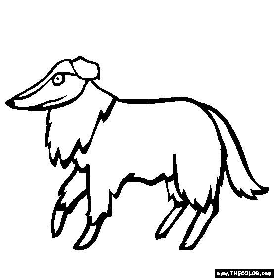 Collie Coloring Page