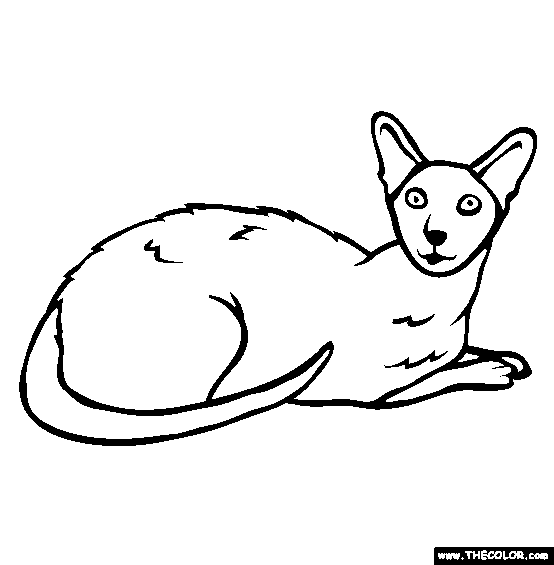 Colorpoint Shorthair Cat Online Coloring Page