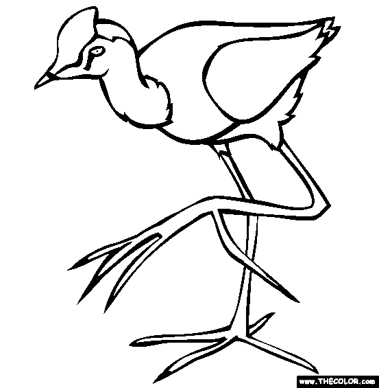 Comb Crested Jacana Coloring Page