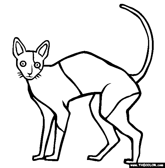 Cornish Rex Cat Online Coloring Page