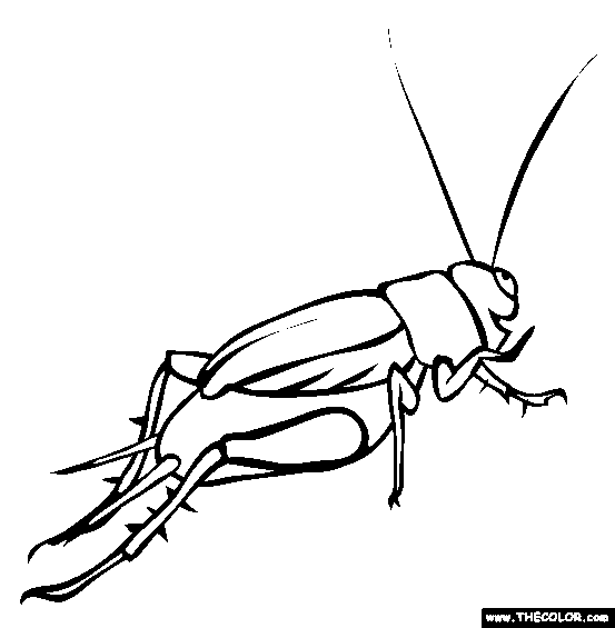 Cricket Coloring Page