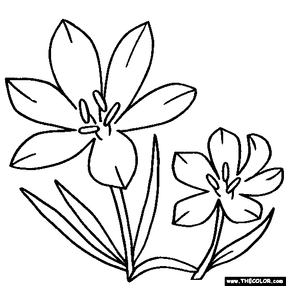 Crocus Flower Online Coloring Page