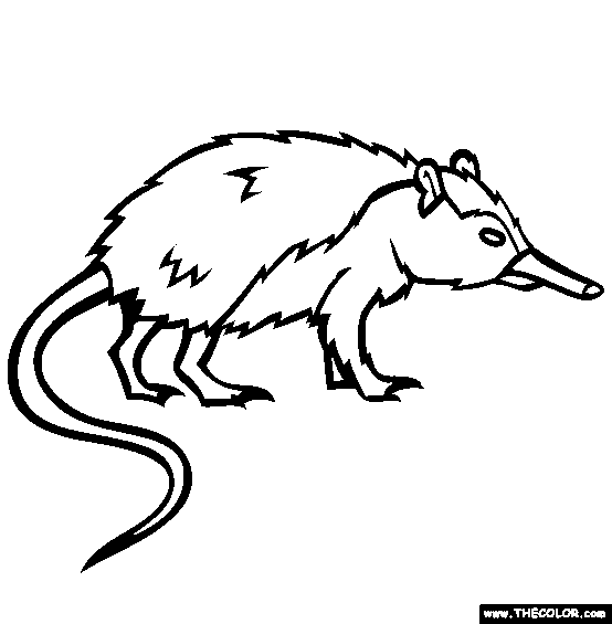 Cuban Solenodon Coloring Page