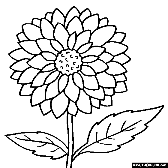 Dahlia Flower Online Coloring Page