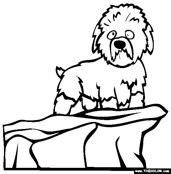 Dandie Dinmont Terrier Coloring Page