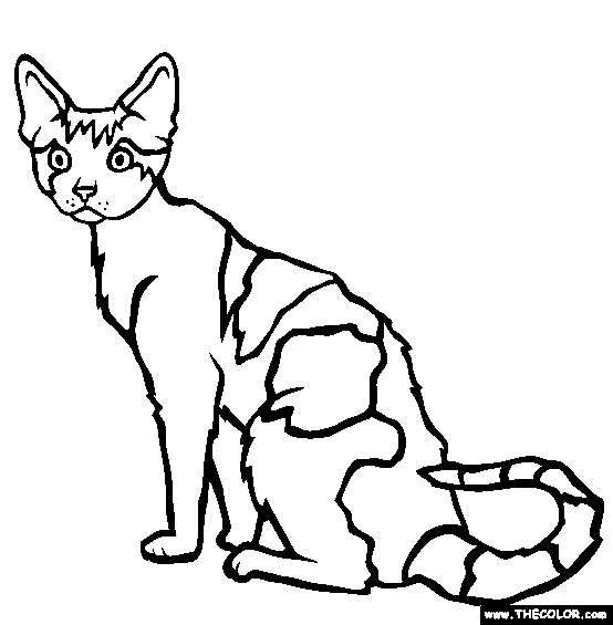 Devon Rex Cat Online Coloring Page