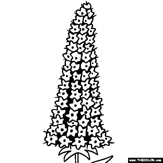 Echium Flower Online Coloring Page