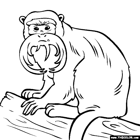Emperor Tamarin Monkey Coloring Page