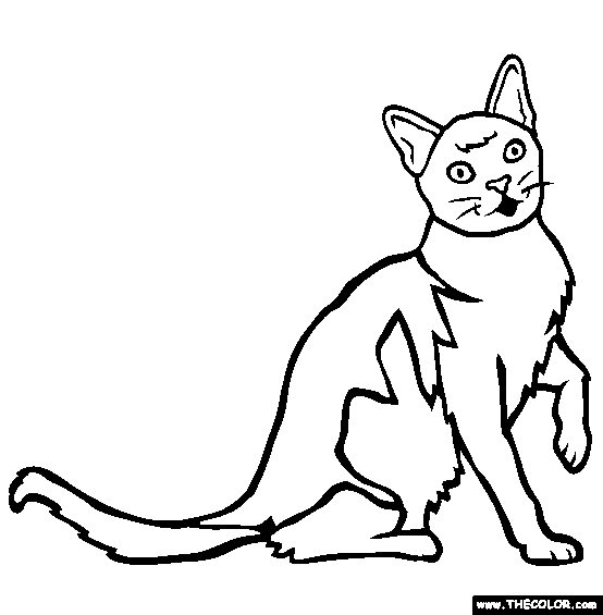 European Burmese Cat Online Coloring Page