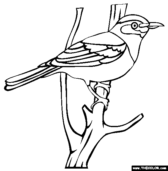 Eyebrowed Thrush Coloring Page