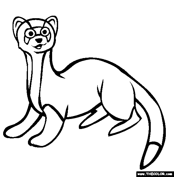 Ferret Coloring Page