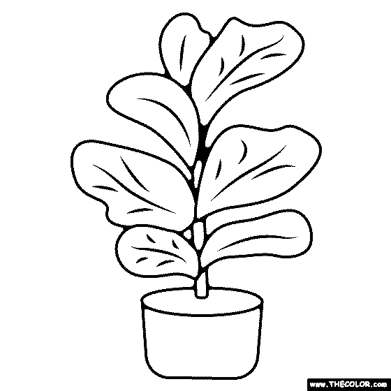 Fiddle Leaf Fig Tree Coloring Page