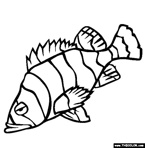 Flag Rockfish Coloring Page