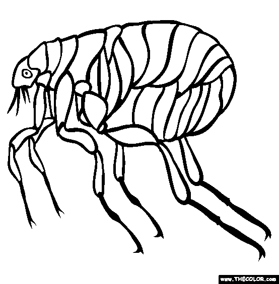 Flea Coloring Page