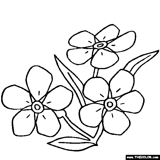 Forget Me Not Flower Myosotis online coloring page